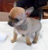Bellos Chihuahuas Machos
